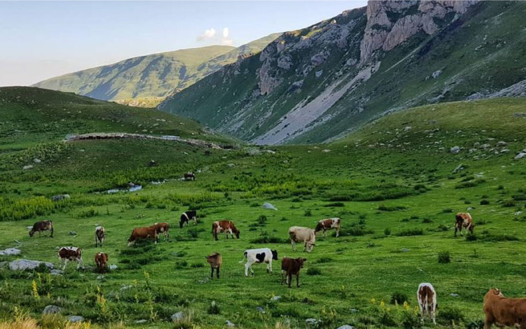 Green Economy as a SMART development opportunity for Radomira” implemented by Municipality of Dibra in parternship with Albanian Network for Rural Development, funded by the Regional Development Program in Albania